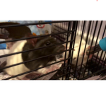 empire of rat blox ia