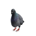 Pigeon Suit