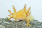 Family of axolotls