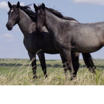 Horse riding is the best