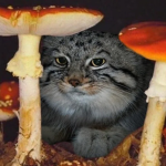 Fungi Everywhere