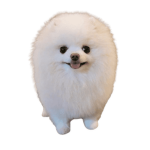 Cuties Animals Pies