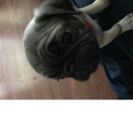 MR.SIR PUG