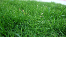 touch grass
