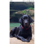 The black labs