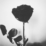 B A W