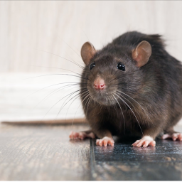 The official rats place