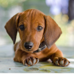 *+*Dachshund Days*+*