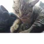 #cat gang