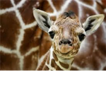 The Giaffe Fan Club