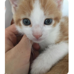 Kitten team for a lifetime