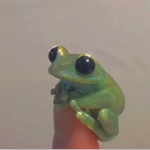 FROGGIE CULB