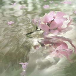 ✿ﾟ🌷