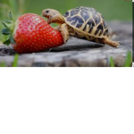 #TurtleGang4Life