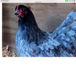 Arctic chicken