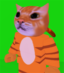 Filomax's Cat Group