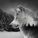 Wolves and Horses