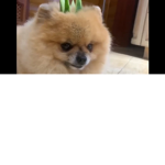 mega dog group