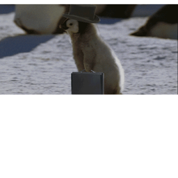 penguin world