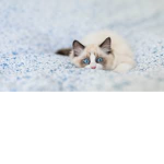 Willow cat hub