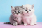 Gatitos lindos y guapos