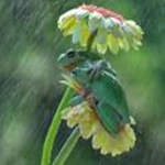 Froggi bestie squad
