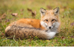 Foxy lover group