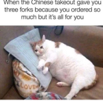 Cat's group of friendship