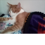 Love cats join this group 102930