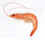 Shrimpy...