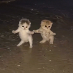 MeowTakeover