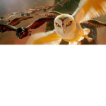 The Pure Ones (( Guardians of Ga'Hoole ))