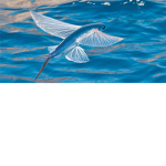 The flying fish fans