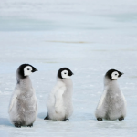 THMPENGUINS