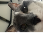 Cat_club_hangout_
