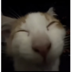 KASHINJAY