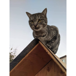 Kittie Bronxie