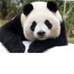 🎉🐼 panda party🐼🎉