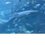 Shark club hang out