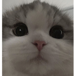 ZDVMKK