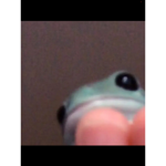 Frog_1237