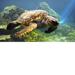 Turtle squad hehe :3