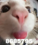 Cattboyy6
