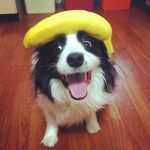 Border Collie Community