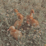The Bootiful Duck's