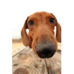 wiener dog fanclub