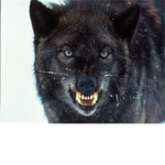 Ultimate Wolves 2