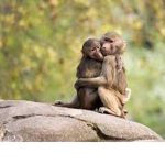 Monkey funky besties