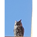 Owl boiii