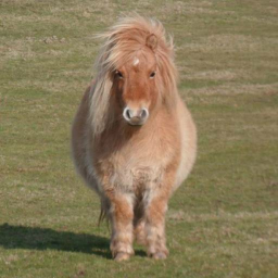 ʚ🐎ɞ